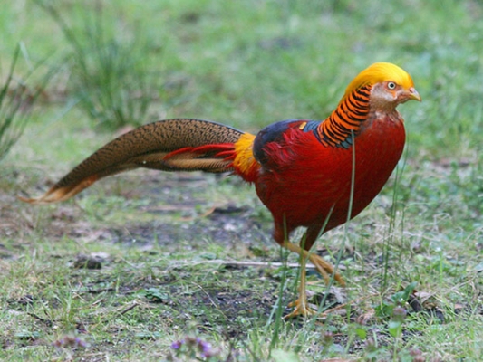 红腹锦鸡