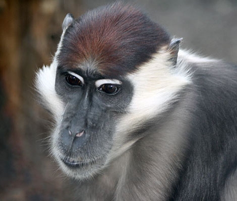 白眉猴属