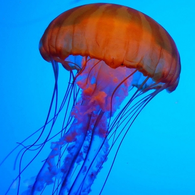 海冠水母