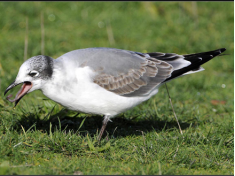 豚鸥属  弗氏鸥