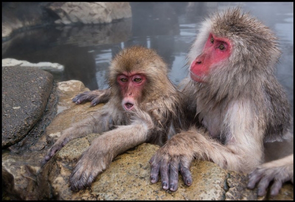 日本猕猴