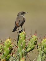 仙人掌卡纳灶鸟