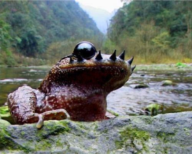 崇安髭蟾