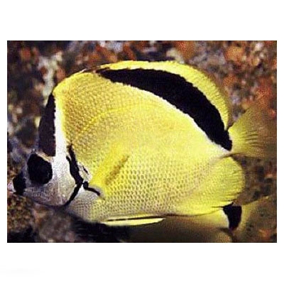 约翰兰德蝴蝶鱼