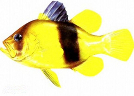 黄鲈