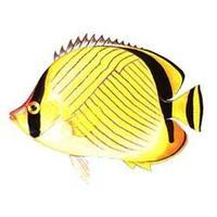 斜纹前颔蝴蝶鱼