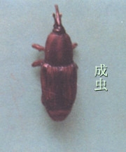 香蕉假茎象鼻虫