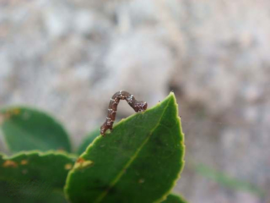 油茶尺蠖