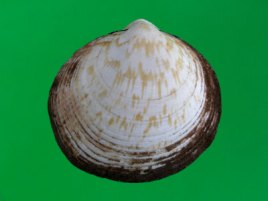 欧洲蚶蜊