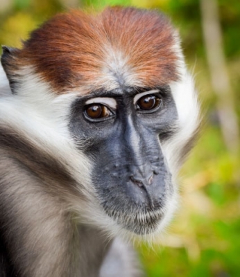 红帽白眉猴
