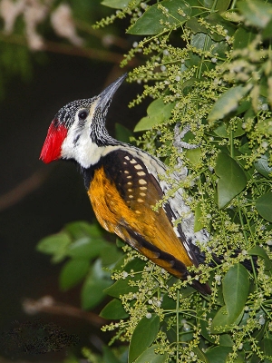 黑臀金背三趾啄木鸟