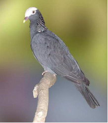 白顶鸽