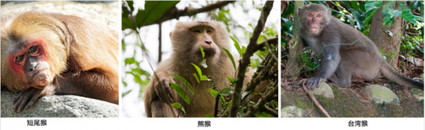 猕猴属