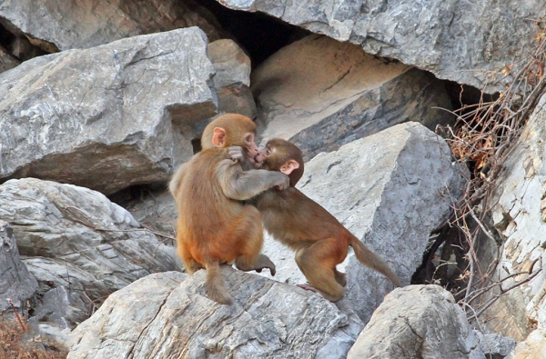 红尾长尾猴