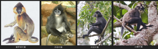 亚洲叶猴属
