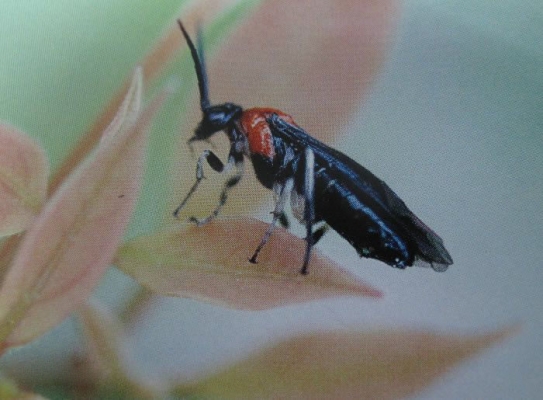樟叶蜂