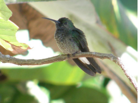 白腹棕尾蜂鸟
