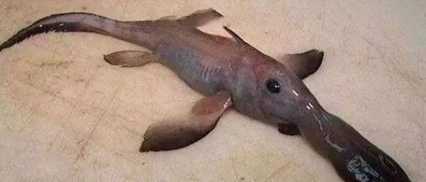 银鲛目