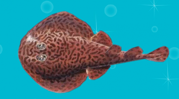 马西深海电鳐