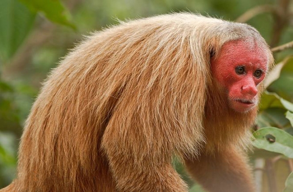 白秃猴