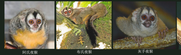 夜猴属