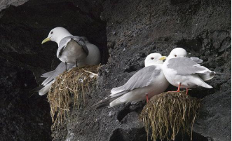 三趾鸥属   红腿三趾鸥