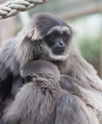 银白长臂猿