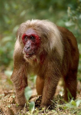 短尾猴