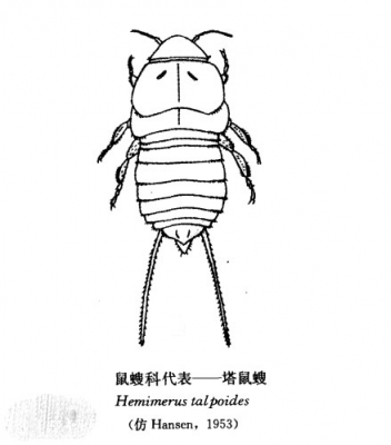 鼠螋科