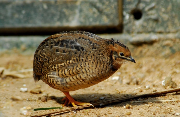 日本鹌鹑