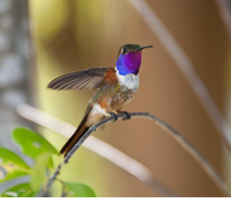 巴哈马林星蜂鸟