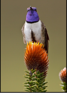 紫巾山蜂鸟