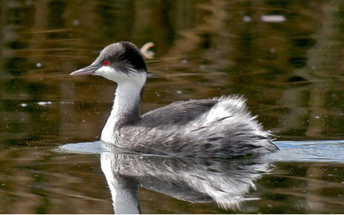 秘鲁鸊鷉   拉丁学名：Podiceps taczanowskii