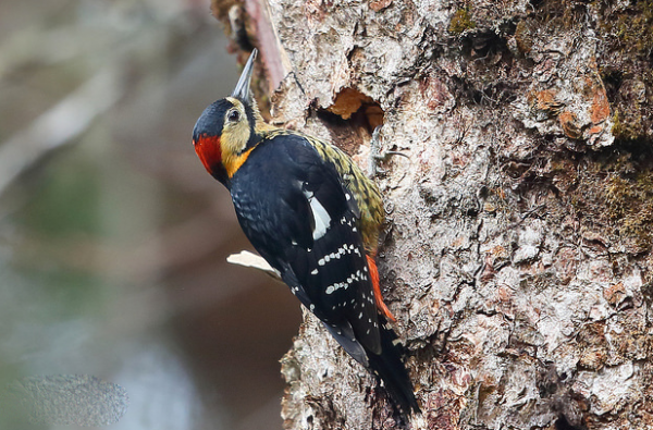 黄颈啄木鸟