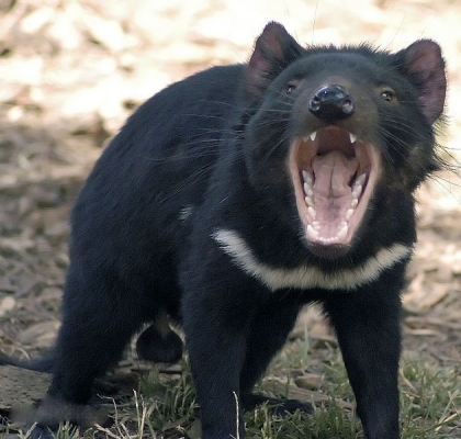 袋獾