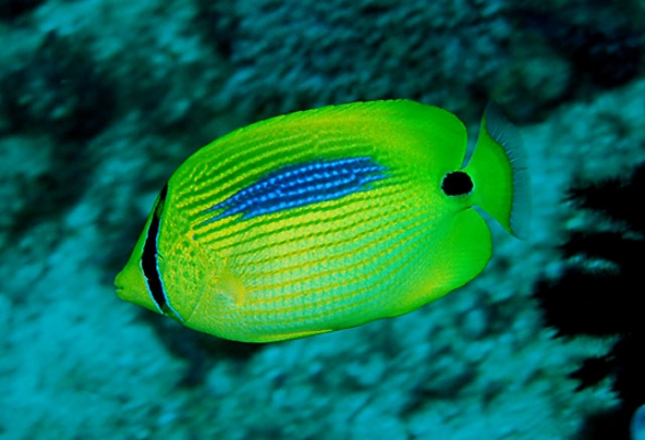 蓝斑蝴蝶鱼