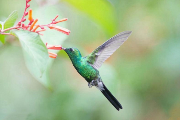 古巴翠蜂鸟