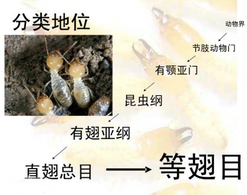 等翅目