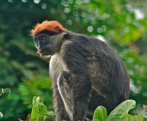 乌德宗瓦红疣猴