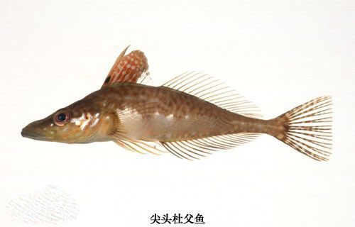 尖头杜父鱼