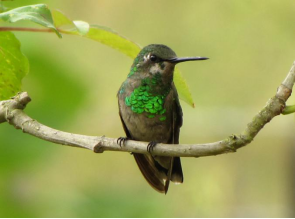 短尾翠蜂鸟