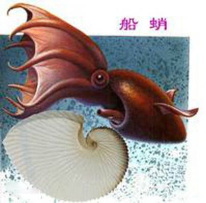 船蛸