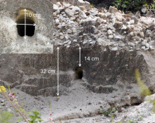 栗头蜂虎(鸟巢)