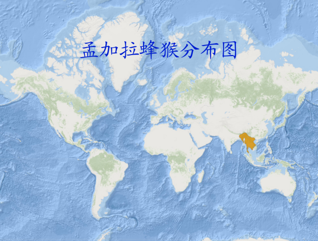 孟加拉蜂猴分布图