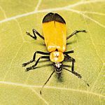 花萤属(Chauliognathus)的一种