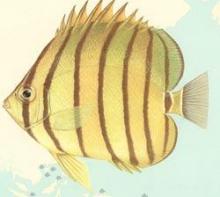 八带蝴蝶鱼