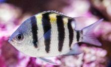 五带豆娘鱼