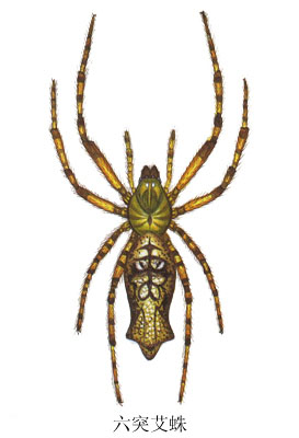 六突艾蛛.jpg