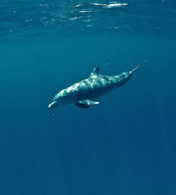 大西洋白海豚.jpg