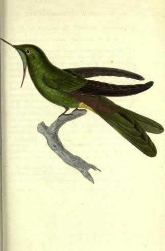 铜尾尖嘴蜂鸟.jpg